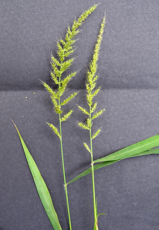 Setaria intermedia eFlora of India